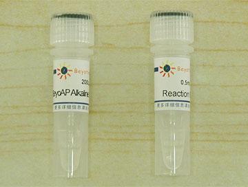 BeyoAP Alkaline Phosphatase